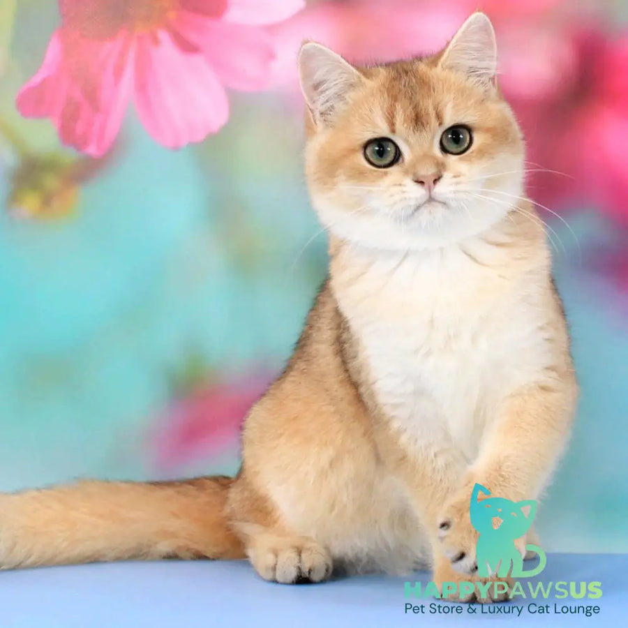 Ricky British Shorthair male black golden shaded - live animals