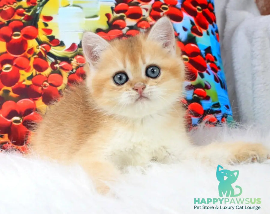 Ricky British Shorthair male black golden shaded - live animals