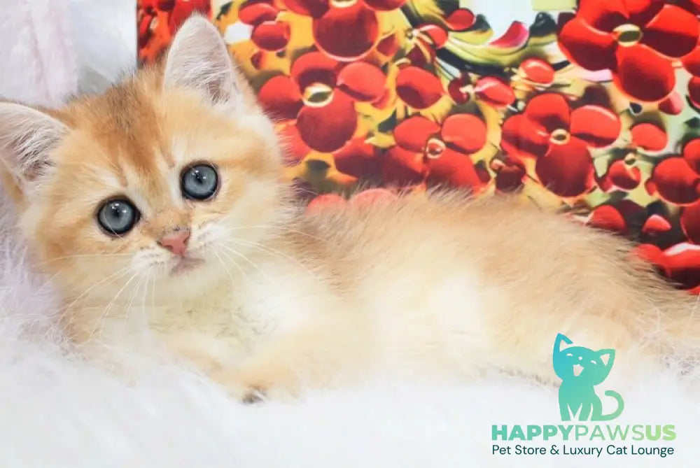 Ricky British Shorthair male black golden shaded - live animals
