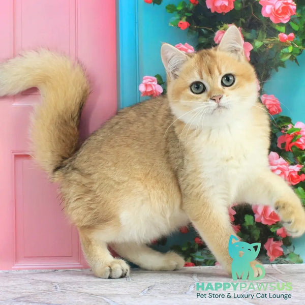 Ricky British Shorthair male black golden shaded - live animals