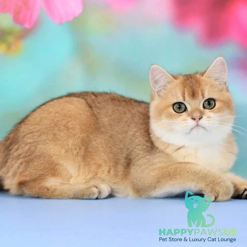 Ricky British Shorthair male black golden shaded - live animals