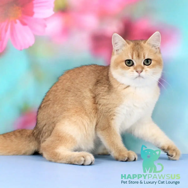 Ricky British Shorthair male black golden shaded - live animals