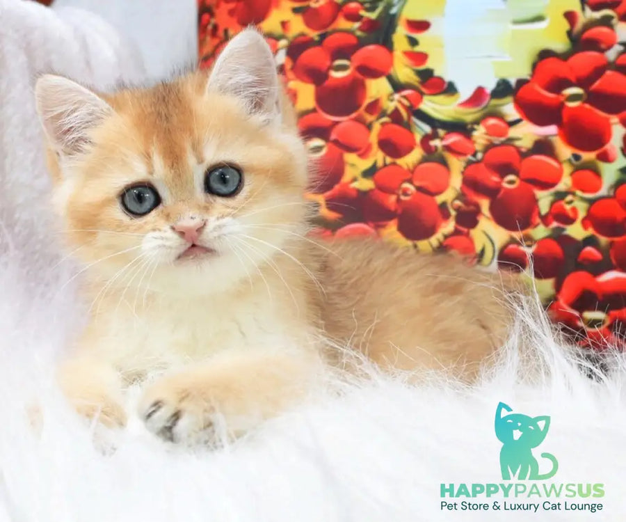 Ricky British Shorthair male black golden shaded - live animals