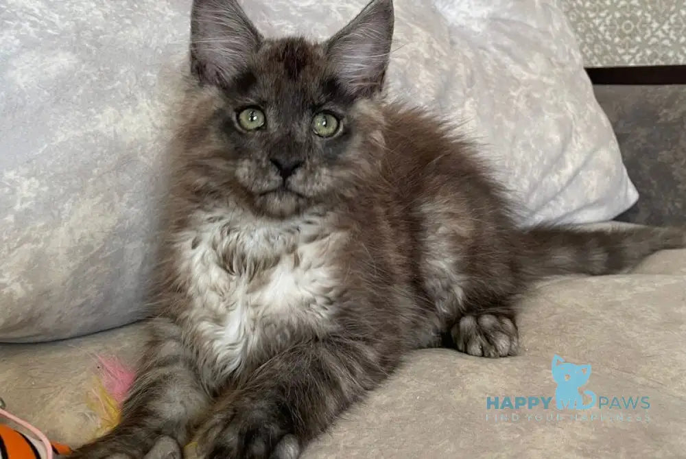 Ricky Maine Coon male black silver live animals