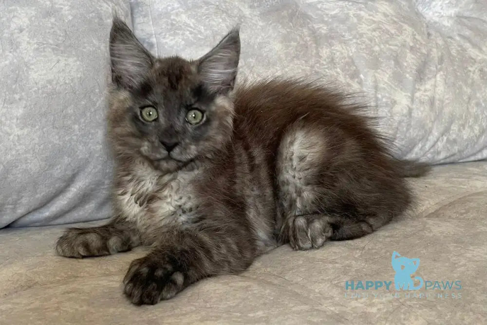 Ricky Maine Coon male black silver live animals