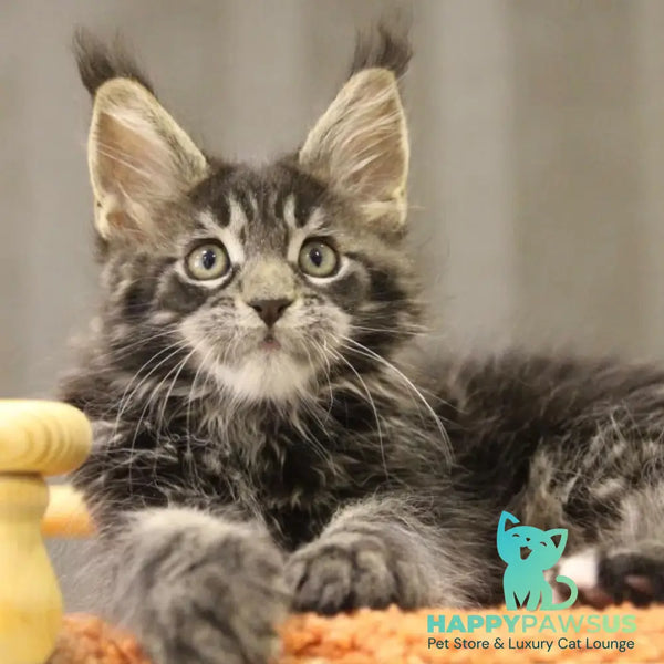 Ricky Maine Coon male black tabby with white - live animals
