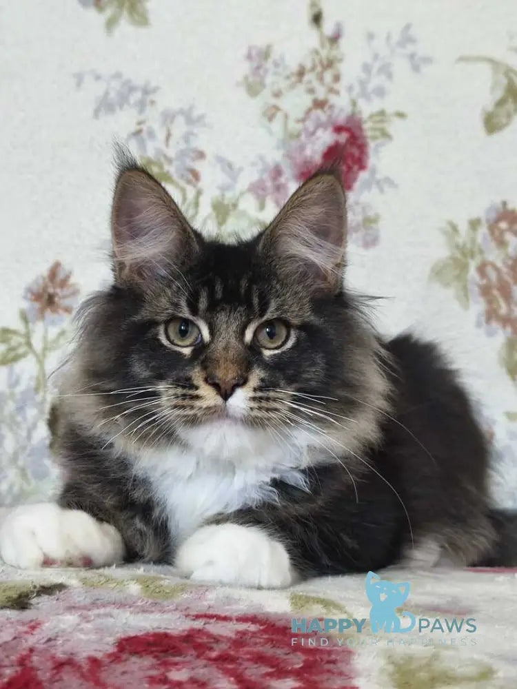 Ricky Maine Coon male black ticked tabby bicolour live animals