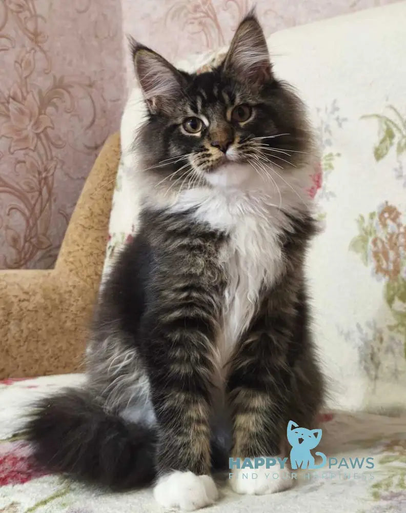 Ricky Maine Coon male black ticked tabby bicolour live animals