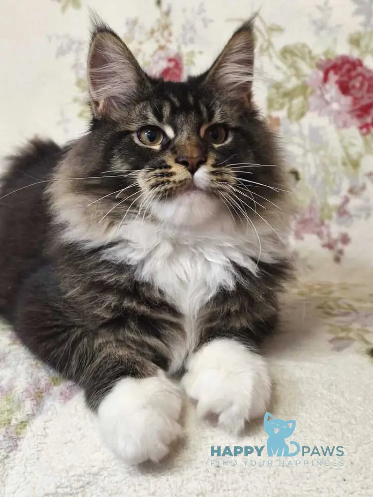 Ricky Maine Coon male black ticked tabby bicolour live animals