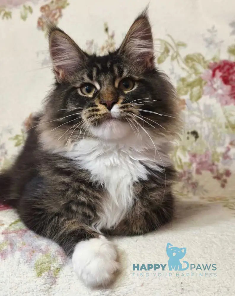 Ricky Maine Coon male black ticked tabby bicolour live animals