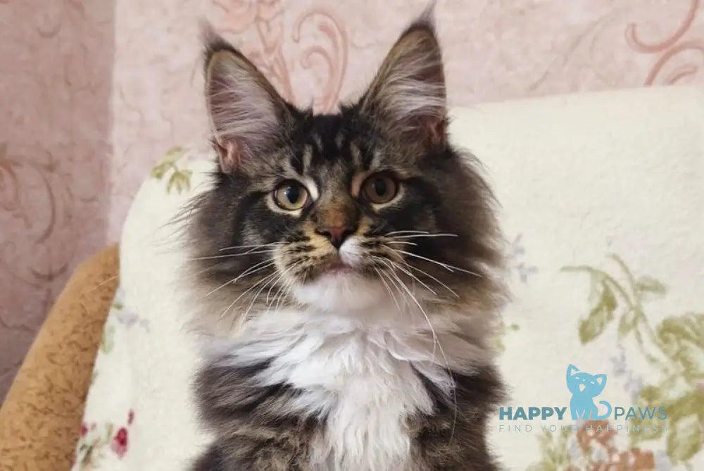 Ricky Maine Coon male black ticked tabby bicolour live animals