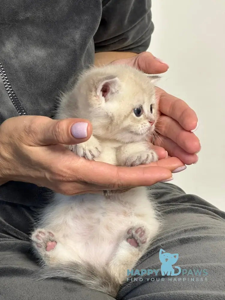 Rico British Shorthair male blue golden shaded live animals
