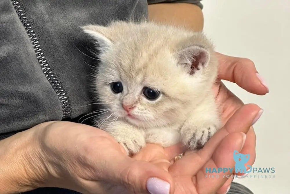 Rico British Shorthair male blue golden shaded live animals