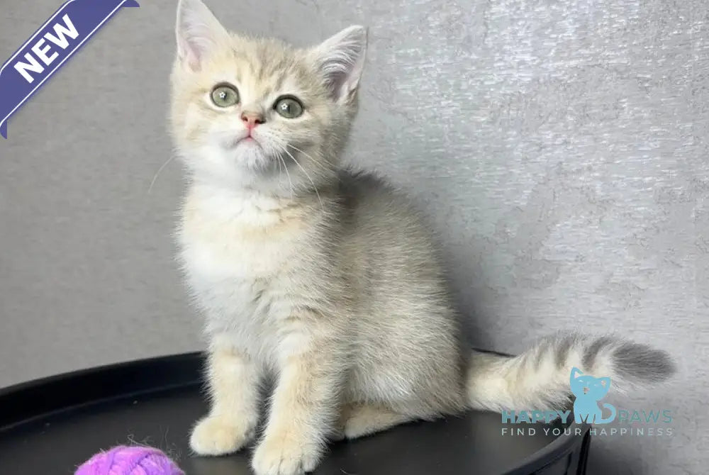 Rico British Shorthair male blue golden spotted tabby live animals