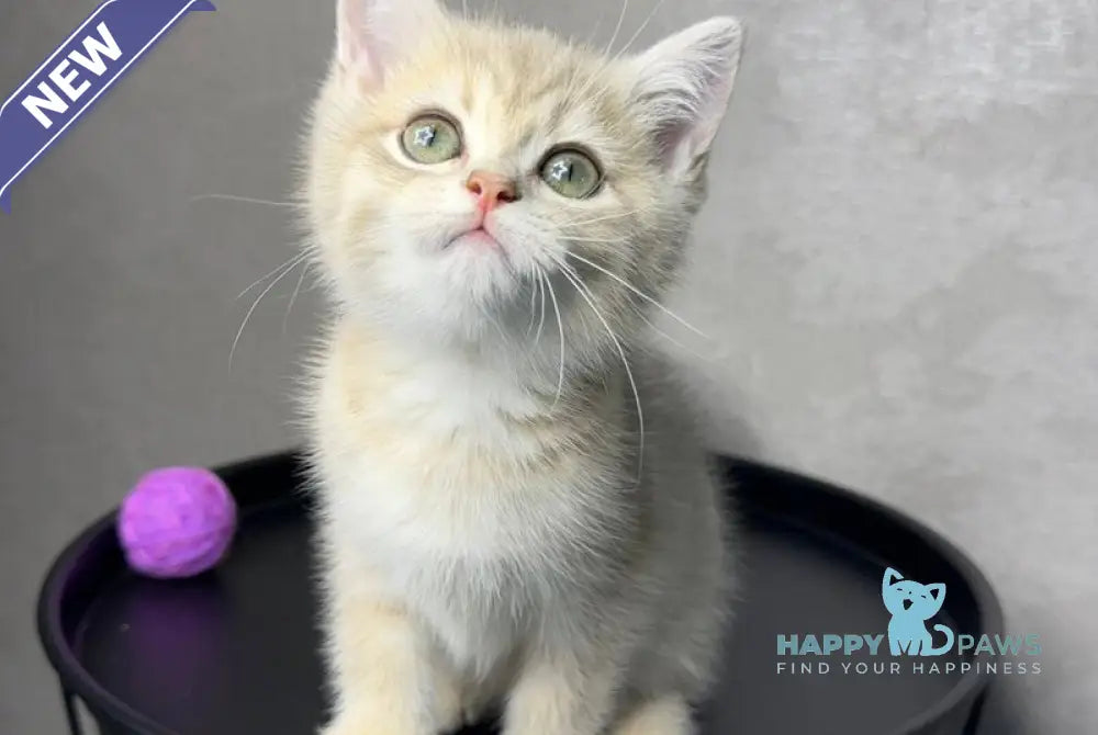 Rico British Shorthair male blue golden spotted tabby live animals