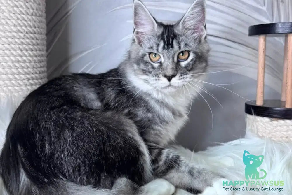 Ricota Maine Coon male black ticked tabby with white - live animals