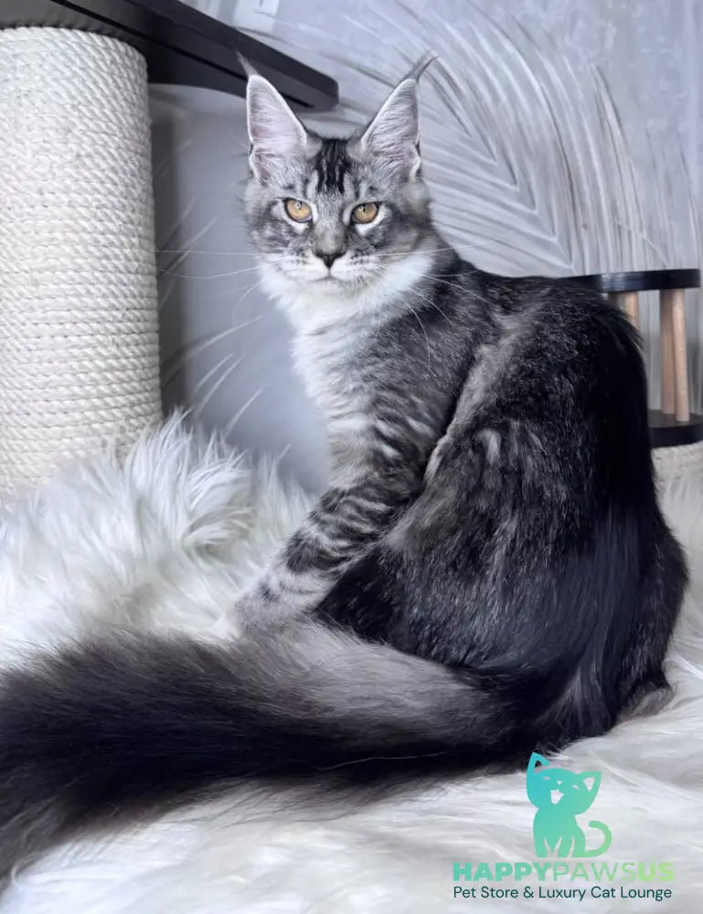 Ricota Maine Coon male black ticked tabby with white - live animals
