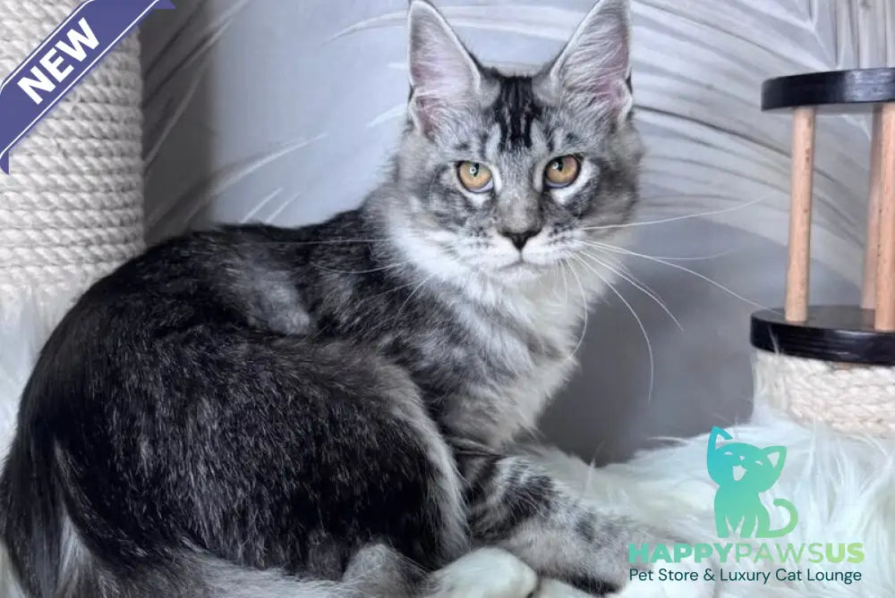Ricota Maine Coon male black ticked tabby with white - live animals