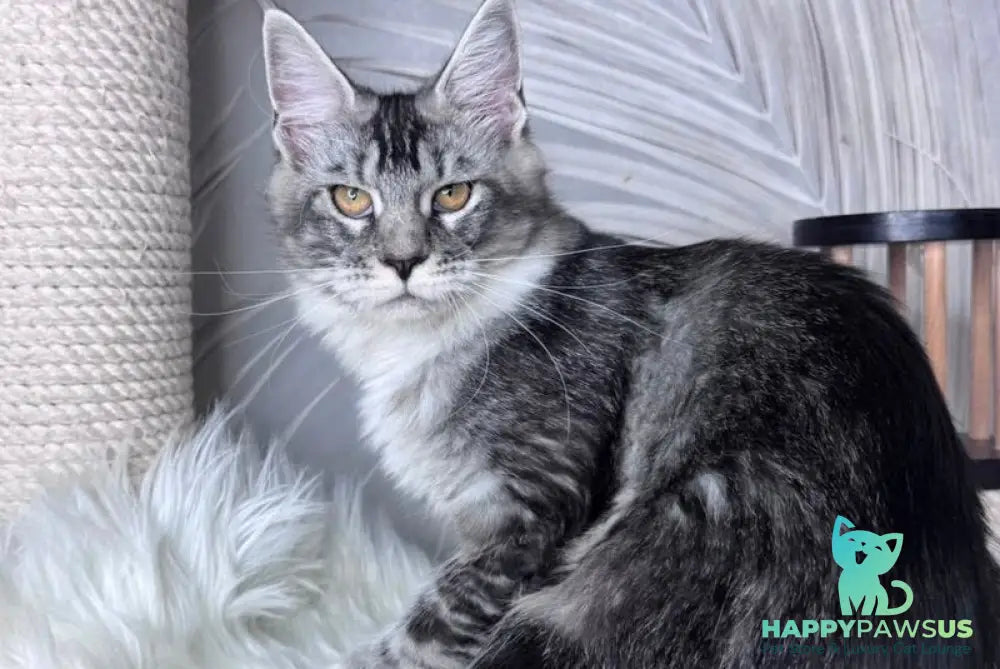 Ricota Maine Coon male black ticked tabby with white - live animals