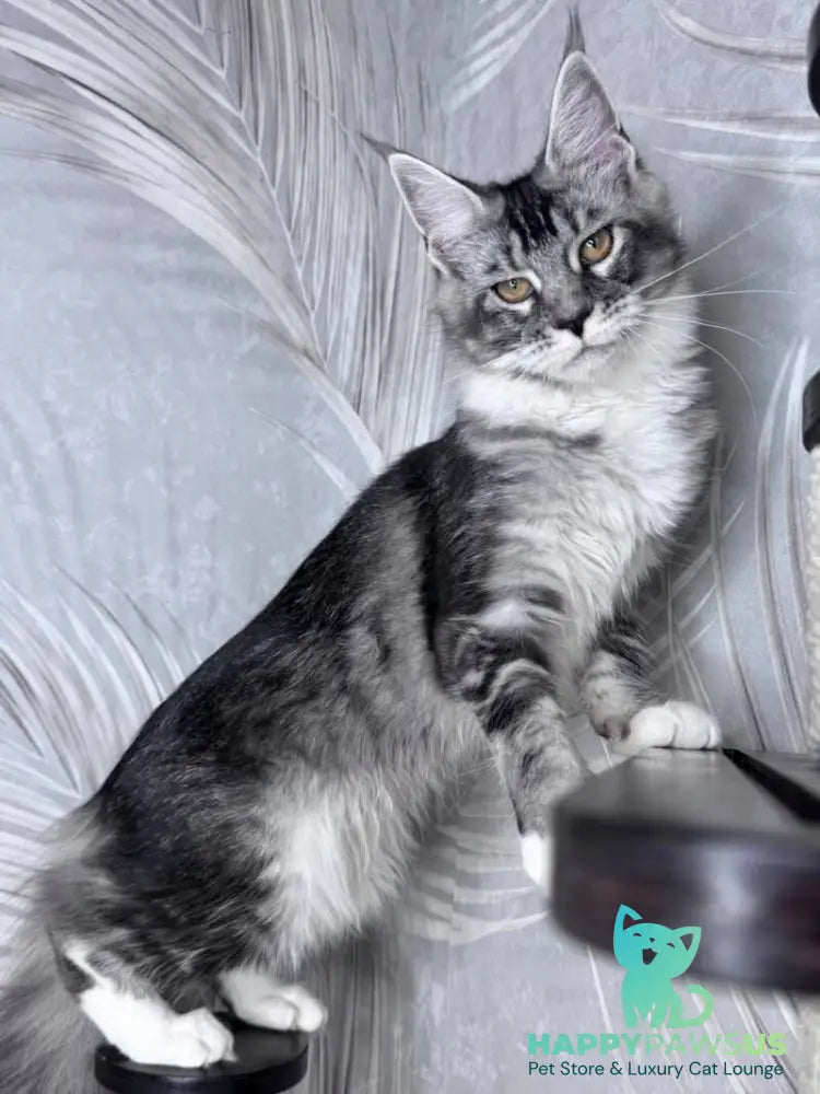 Ricota Maine Coon male black ticked tabby with white - live animals