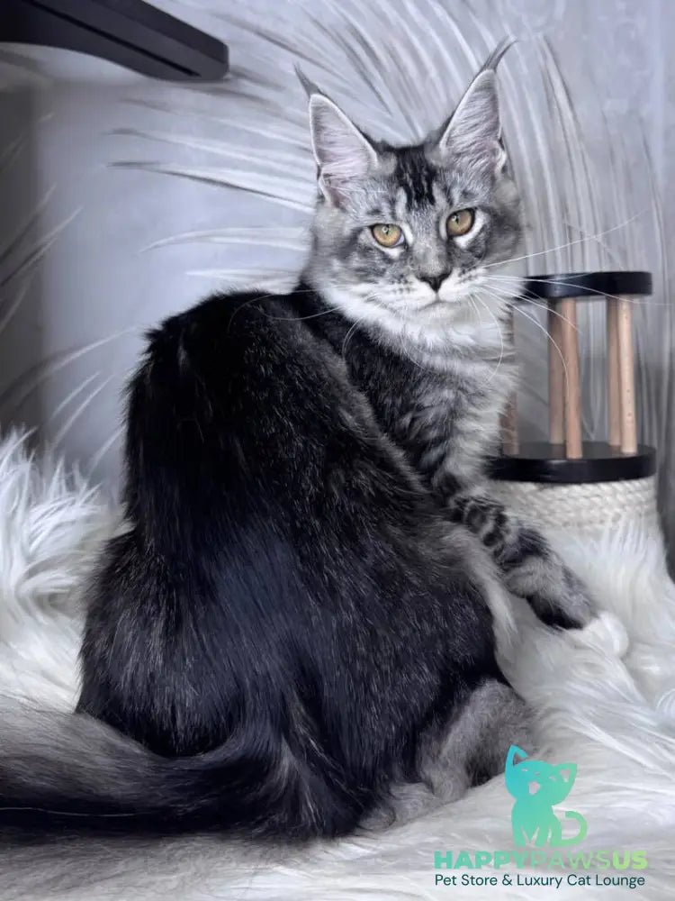 Ricota Maine Coon male black ticked tabby with white - live animals