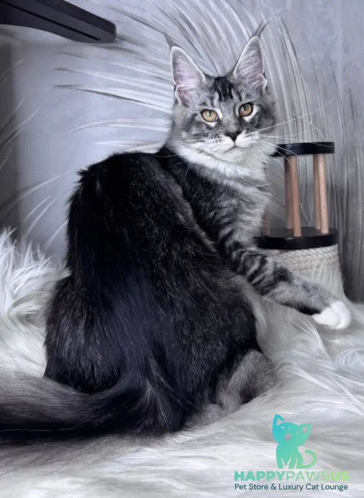 Ricota Maine Coon male black ticked tabby with white - live animals