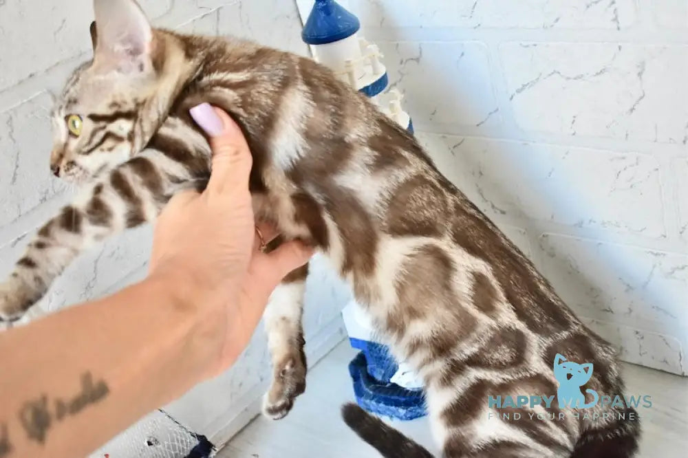 Riga Bengal Female Snow Mink Live Animals