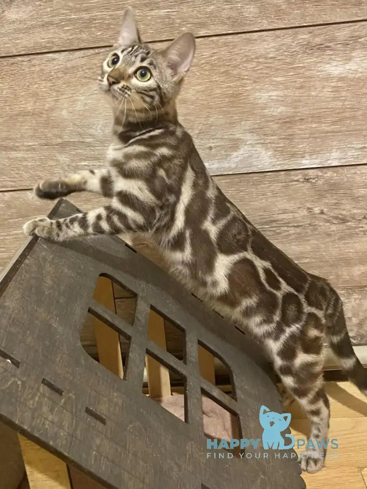 Riga Bengal Female Snow Mink Live Animals