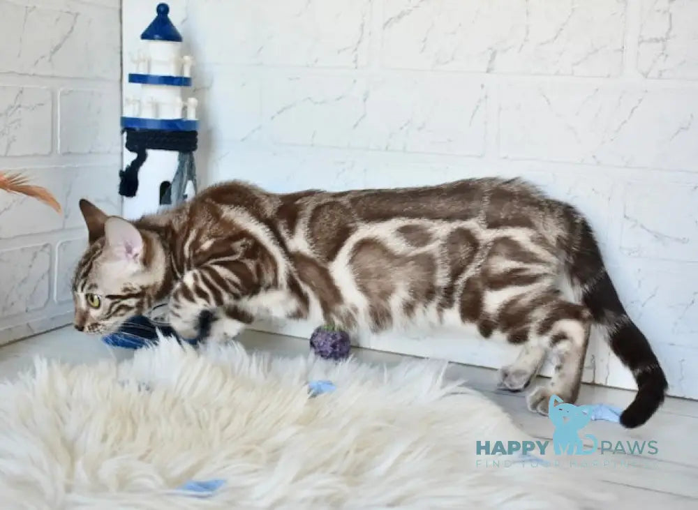Riga Bengal Female Snow Mink Live Animals