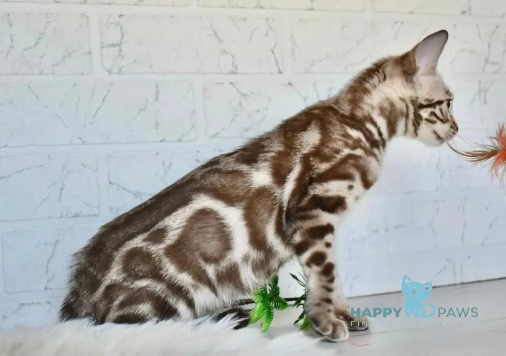 Riga Bengal Female Snow Mink Live Animals