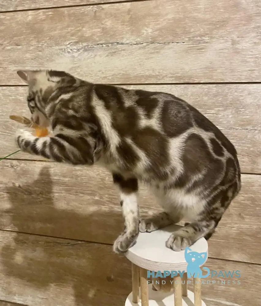 Riga Bengal Female Snow Mink Live Animals