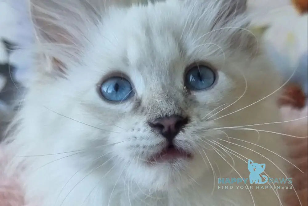 Rihana Neva Masquerade female seal tabby pointed live animals