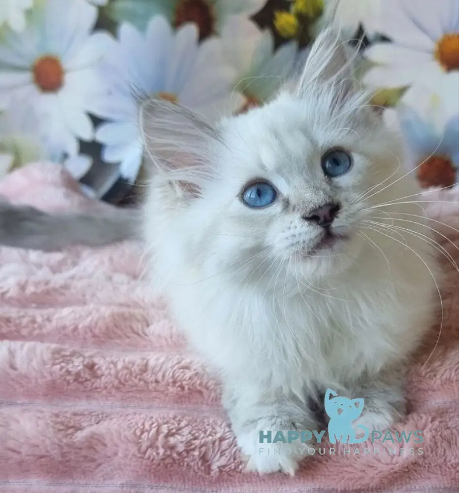 Rihana Neva Masquerade female seal tabby pointed live animals