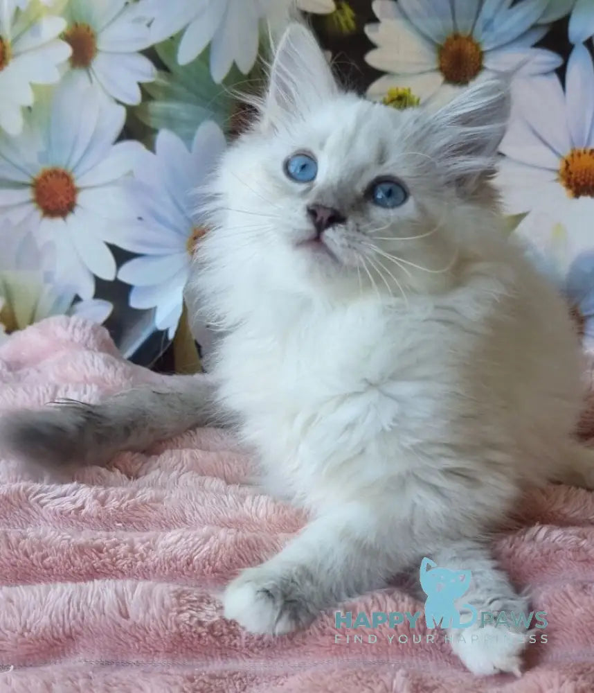 Rihana Neva Masquerade female seal tabby pointed live animals