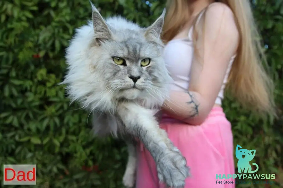 Rihanna Maine Coon female black silver with white live animals