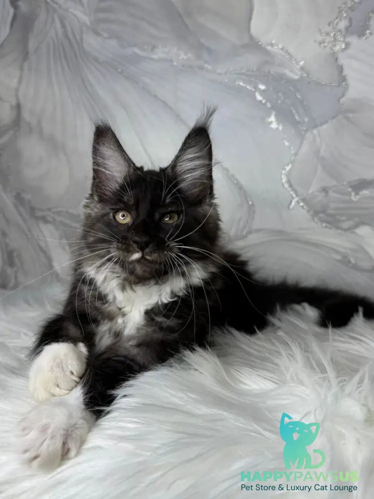 Rihanna Maine Coon female black silver with white live animals