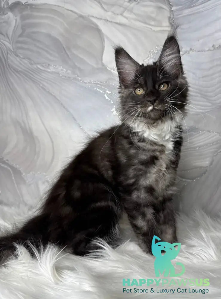 Rihanna Maine Coon female black silver with white live animals