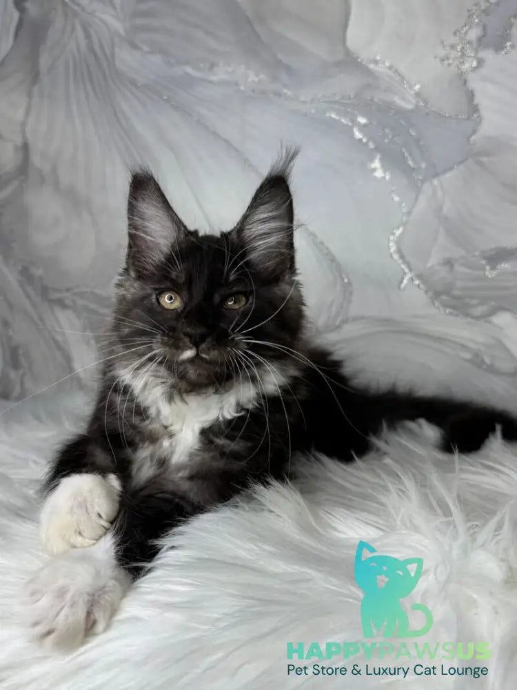 Rihanna Maine Coon female black silver with white live animals