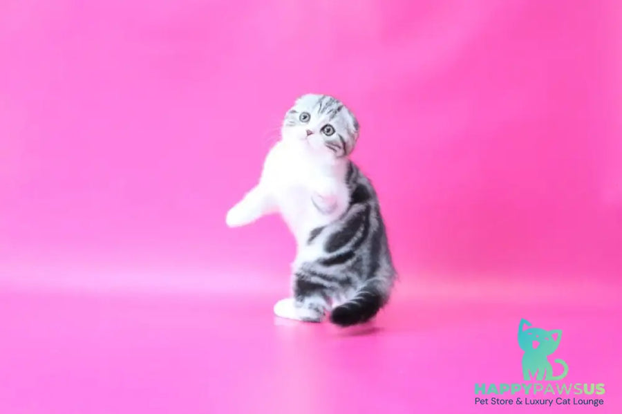 Rihanna Scottish Fold female black silver tabby bicolour live animals