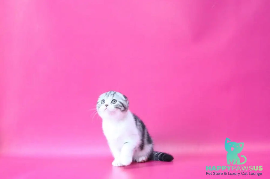 Rihanna Scottish Fold female black silver tabby bicolour live animals