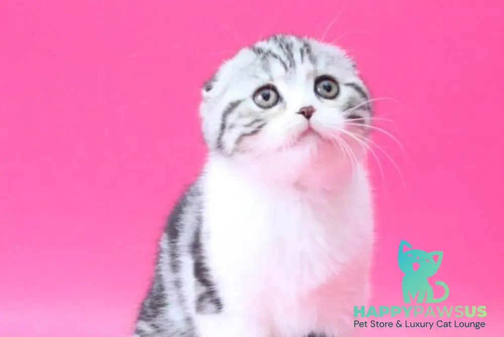 Rihanna Scottish Fold female black silver tabby bicolour live animals