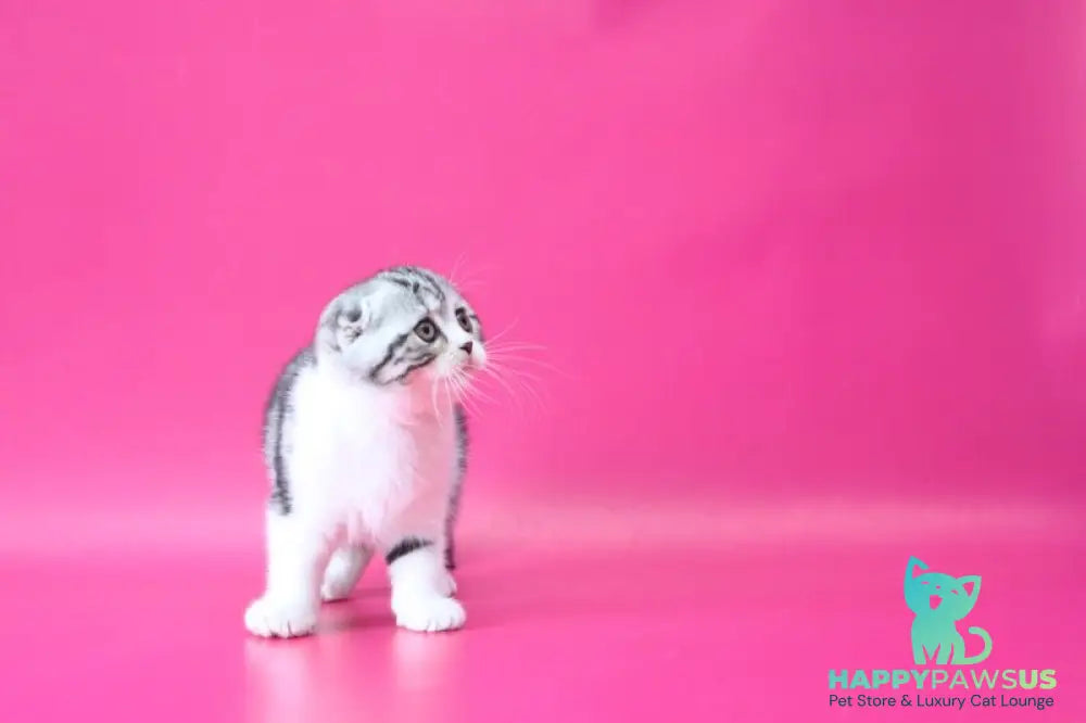 Rihanna Scottish Fold female black silver tabby bicolour live animals