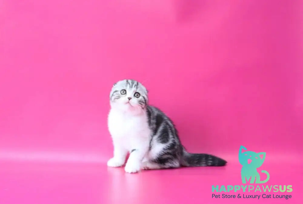 Rihanna Scottish Fold female black silver tabby bicolour live animals