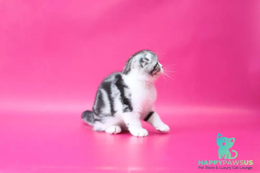 Rihanna Scottish Fold female black silver tabby bicolour live animals