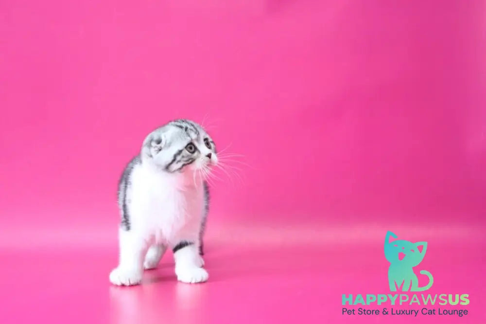 Rihanna Scottish Fold female black silver tabby bicolour live animals