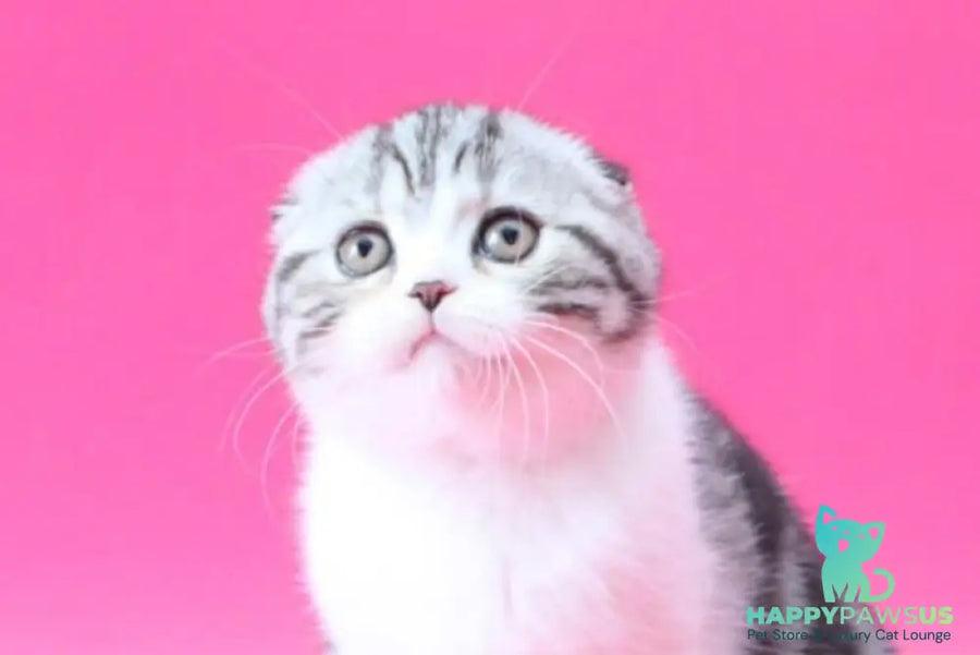 Rihanna Scottish Fold female black silver tabby bicolour live animals