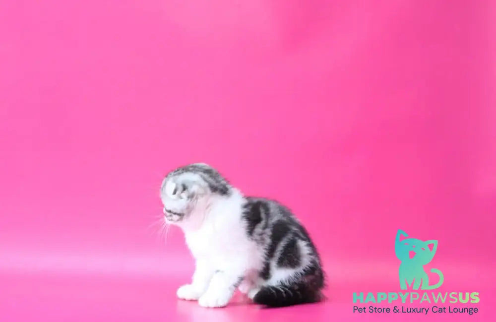 Rihanna Scottish Fold female black silver tabby bicolour live animals