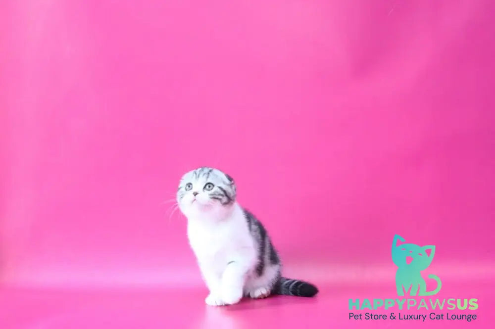 Rihanna Scottish Fold female black silver tabby bicolour live animals