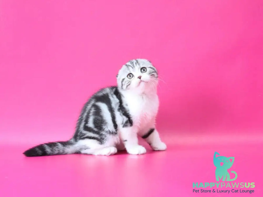 Rihanna Scottish Fold female black silver tabby bicolour live animals