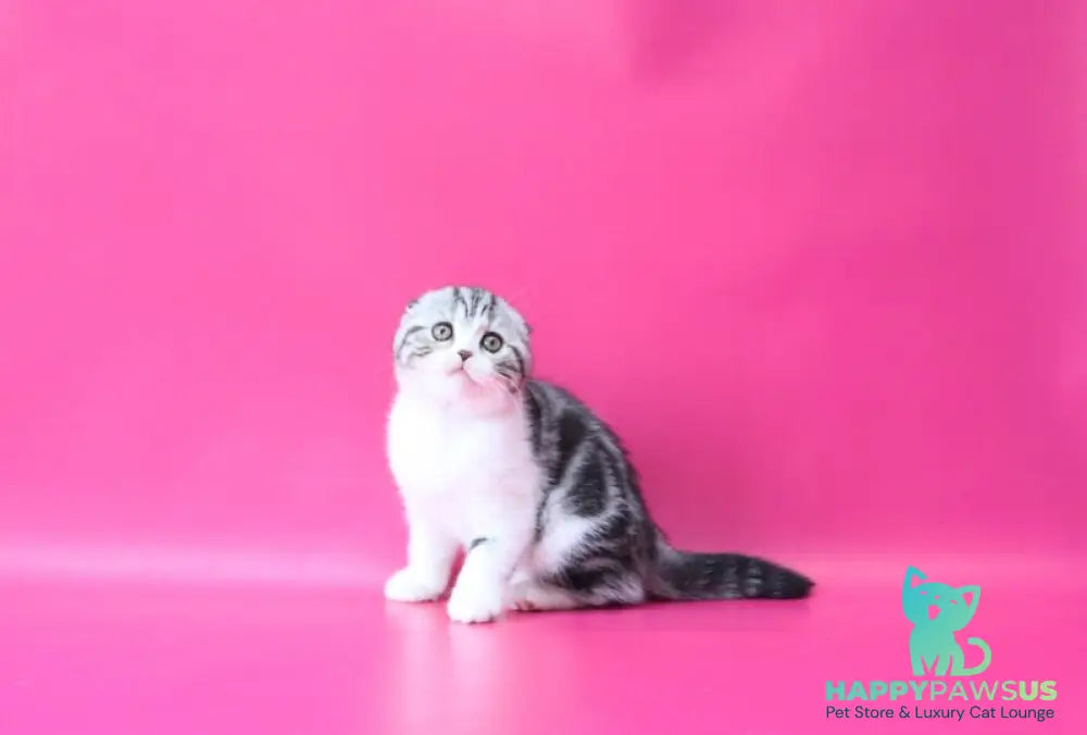 Rihanna Scottish Fold female black silver tabby bicolour live animals